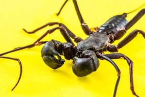 black scorpion on a yellow background
