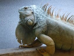 green Iguana Reptile
