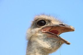 ostrich with opened beak