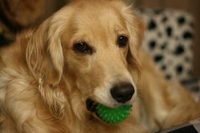 the dog holds a green ball in his mouth close-up on blurred background
