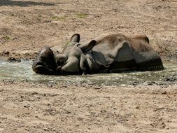 rhino lying in the water in the wild