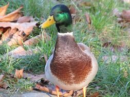 Portrait of Mallard Duck