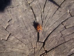 pleasant Wood Beetle