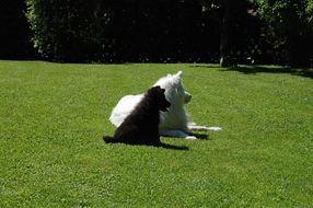black and white dogs lie on the lawn