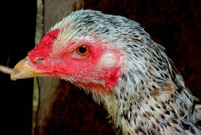 portrait of a domestic chicken
