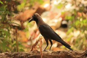 Crow on the branch