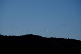 distant view of a flock of migratory birds