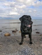 Labrador Dog by the sea