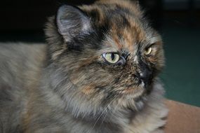 delightful Grumpy Cat