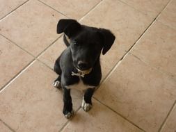 cute black mongrel puppy