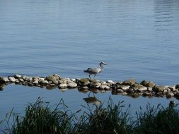 heron on the stones near the pond