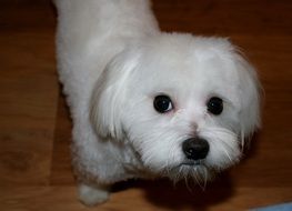 deliciously beautiful Maltese White Dog