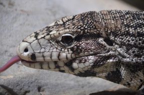 lizard with its tongue hanging out in Africa