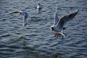 seagull caught fish paws in the water