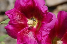 bee in the large pink flower