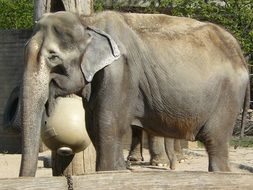 gray baby elephant in a zoo on a sunny day