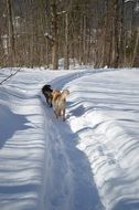 Dogs are walking on the snow