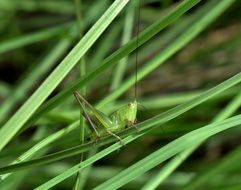 grasshopper with long antennae in grass