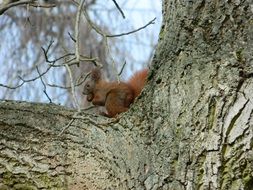 red squirrel on a thick tree branch