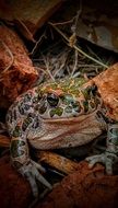 frog with green spots