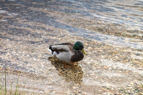 duck in water on the bank of a pond