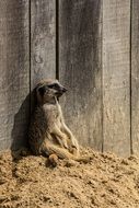 meerkat in the sand near a wooden fence