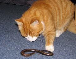 ginger cat and a snake