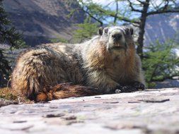 gray marmot among nature close-up