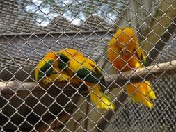 birds arasras in the zoo