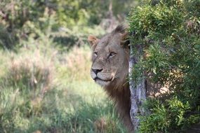 Wild lion in South Africa