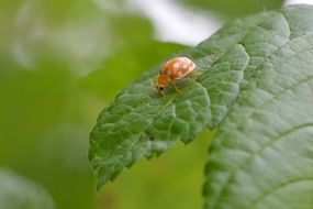 orange beetle on a green leaf