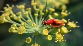 red Insect