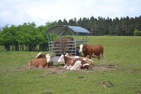 cows on farmland near hay