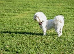 White puppy is on the green grass