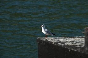 seagull on the edge of the pier