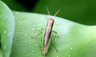 grasshopper on the wet leaf