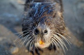 Nutria or Myocastor coypus
