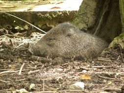 sleeping Collared Peccary Pig, head on ground