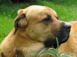 light brown dog's nose