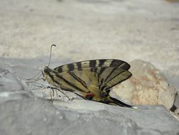 rare butterfly on the stone