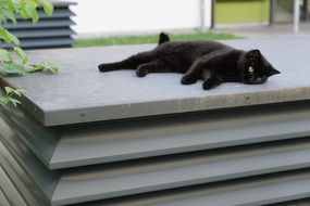 Black Cat resting on grey surface outdoor