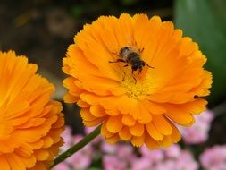 insect on calendula