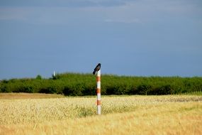 curious crow on a corn field