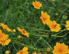 Flowers Yellow Daisies