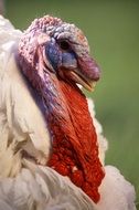 Turkey Birds close-up on blurred background