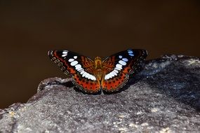 Butterfly on stone