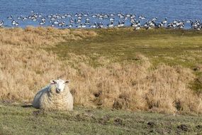 delightful Sheep Pasture