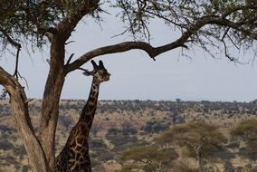 High Giraffe in the wildlife