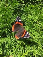 butterfly on a coniferous green plant