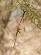 mating dragonflies on a plant branch